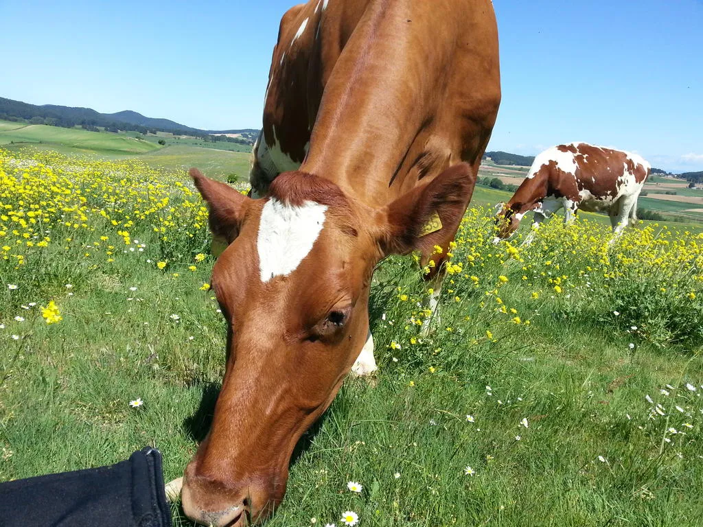 Mucca fattoria bio
